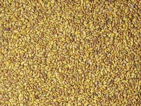 lucerne seeds